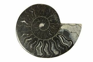 Cut & Polished Ammonite Fossil (Half) - Unusual Black Color #296290