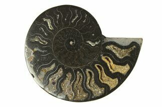 Cut & Polished Ammonite Fossil (Half) - Unusual Black Color #296300