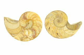 Jurassic Cut & Polished Nautilus (Cymatoceras) Fossil -Madagascar #296322