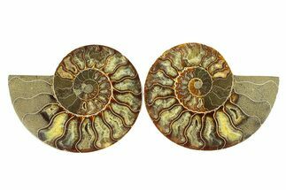 Cut & Polished, Crystal-Filled Ammonite Fossil - Madagascar #296439