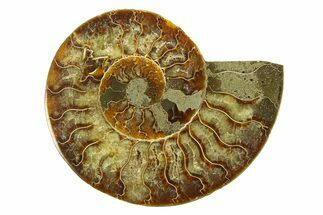 Cut & Polished Ammonite Fossil (Half) - Madagascar #296442