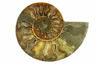 Cut & Polished Ammonite Fossil (Half) - Madagascar #296445