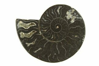 Cut & Polished Ammonite Fossil (Half) - Unusual Black Color #296311