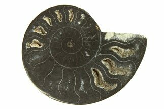 Cut & Polished Ammonite Fossil (Half) - Unusual Black Color #296312