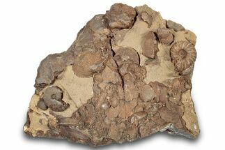 Detailed Jurassic Ammonites in Rock - Morocco #295354