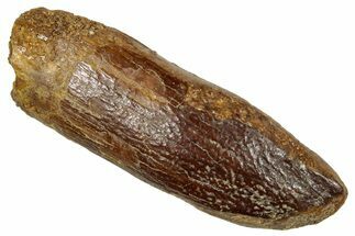 Fossil Sauropod Dinosaur (Titanosaur) Tooth - Morocco #297371