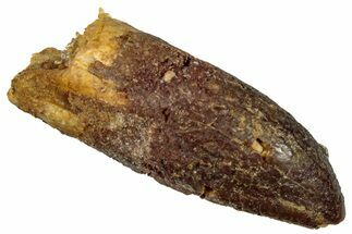 Fossil Sauropod Dinosaur (Titanosaur) Tooth - Morocco #297382