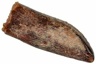 Fossil Sauropod Dinosaur (Titanosaur) Tooth - Morocco #297389