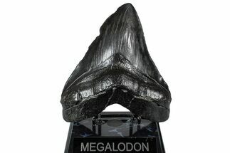 Serrated, Fossil Megalodon Tooth - Massive SC Meg! #297414
