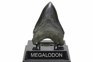 Serrated, Fossil Megalodon Tooth - South Carolina #297424