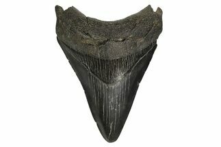 Serrated, Fossil Megalodon Tooth - South Carolina #297433