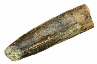 Fossil Sauropod Dinosaur (Titanosaur) Tooth - Morocco #297413
