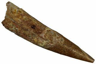 Fossil Pterosaur (Siroccopteryx) Tooth - Morocco #296997