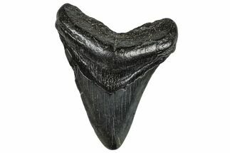 Fossil Megalodon Tooth - South Carolina #297494