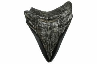 Bargain, Fossil Megalodon Tooth - South Carolina #297512