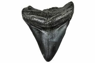 Juvenile Megalodon Tooth - South Carolina #297522