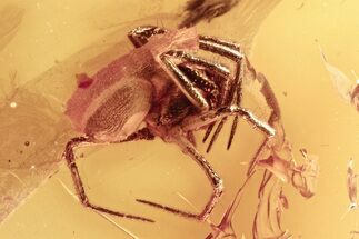 Detailed Fossil Spider (Araneae) In Baltic Amber #296972