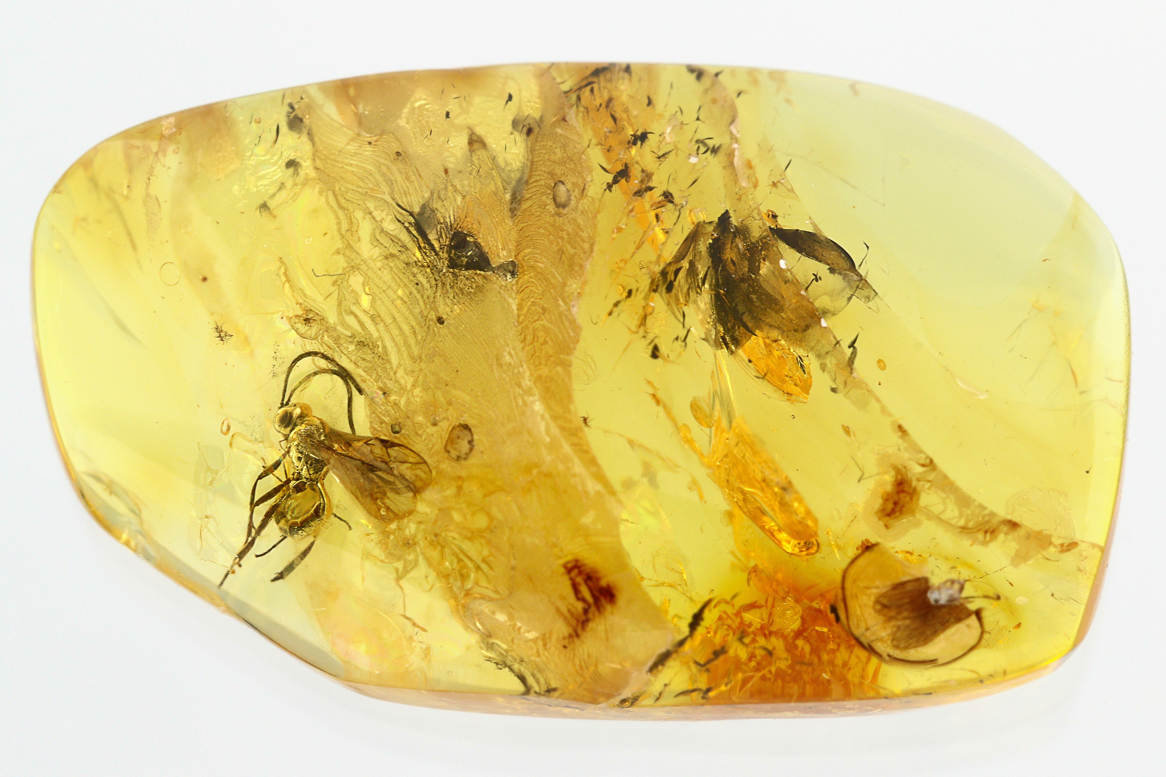 Detailed Fossil Ichneumon Wasp (Ichneumonidae) In Baltic Amber (#296964 ...