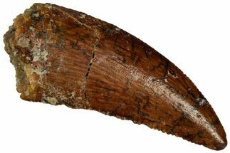 Serrated, Raptor Tooth - Real Dinosaur Tooth #296696