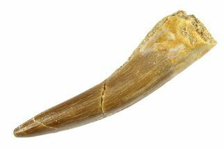 Fossil Plesiosaur (Zarafasaura) Tooth - Morocco #297888