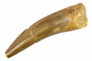 Fossil Plesiosaur (Zarafasaura) Tooth - Morocco #297901
