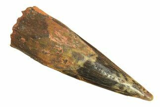 Fossil Pterosaur (Siroccopteryx) Tooth - Morocco #297052