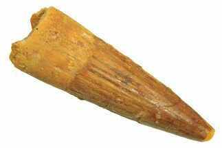 Juvenile Fossil Spinosaurus Tooth - Real Dinosaur Tooth #296843