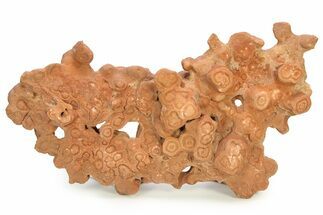Flower-Like Sandstone Concretion - Pseudo Stromatolite #298093