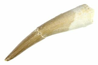 Fossil Plesiosaur (Zarafasaura) Tooth - Morocco #297916