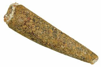 Bargain, Fossil Pterosaur (Siroccopteryx) Tooth - Morocco #297959