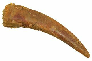 Fossil Pterosaur (Siroccopteryx) Tooth - Morocco #298013