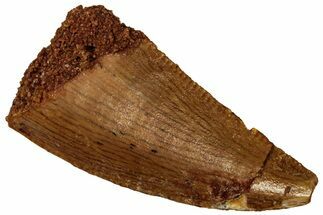 Serrated Raptor Tooth - Real Dinosaur Tooth #298215