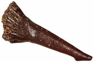 Fossil Sawfish (Onchopristis) Rostral Barb - Morocco #298228