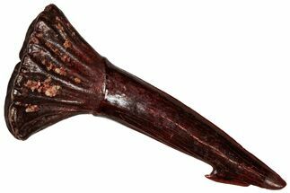 Fossil Sawfish (Onchopristis) Rostral Barb - Morocco #298231