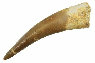 Fossil Plesiosaur (Zarafasaura) Tooth - Morocco #298322