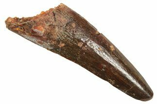 Juvenile Fossil Spinosaurus Tooth - Real Dinosaur Tooth #298399