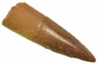 Fossil Spinosaurus Tooth - Real Dinosaur Tooth #298405