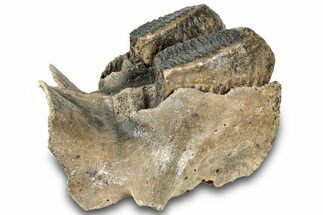 Woolly Mammoth Jaw Section w/ Molars - North Sea #298454