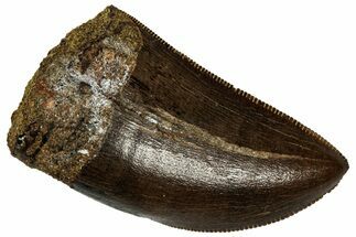 Gorgeous, Fossil Tyrannosaurus (T-Rex) Tooth - Wyoming #298464