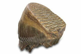 Woolly Mammoth Upper M Molar - North Sea Deposits #298471