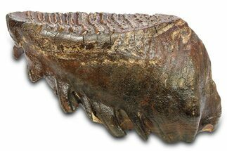 Woolly Mammoth Lower M Molar - North Sea Deposits #298473