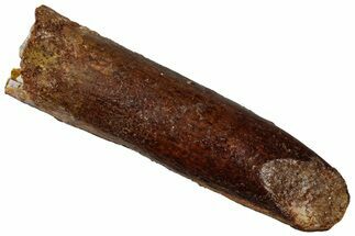 Fossil Sauropod Dinosaur (Titanosaur) Tooth - Morocco #298486