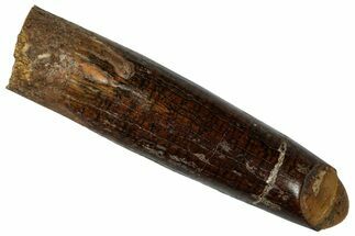 Fossil Sauropod Dinosaur (Titanosaur) Tooth - Morocco #298489