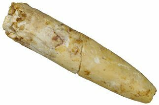 Fossil Sauropod Dinosaur (Titanosaur) Tooth - Morocco #298490