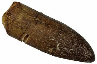 Fossil Sauropod Dinosaur (Titanosaur) Tooth - Morocco #298492