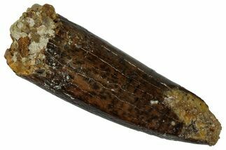 Fossil Sauropod Dinosaur (Titanosaur) Tooth - Morocco #298494