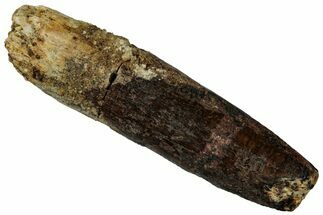 Fossil Sauropod Dinosaur (Titanosaur) Tooth - Morocco #298511