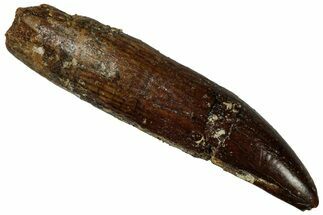 Fossil Sauropod Dinosaur (Titanosaur) Tooth - Morocco #298515