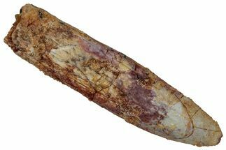 Fossil Sauropod Dinosaur (Titanosaur) Tooth - Morocco #298517