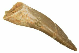 Fossil Plesiosaur (Zarafasaura) Tooth - Morocco #297981